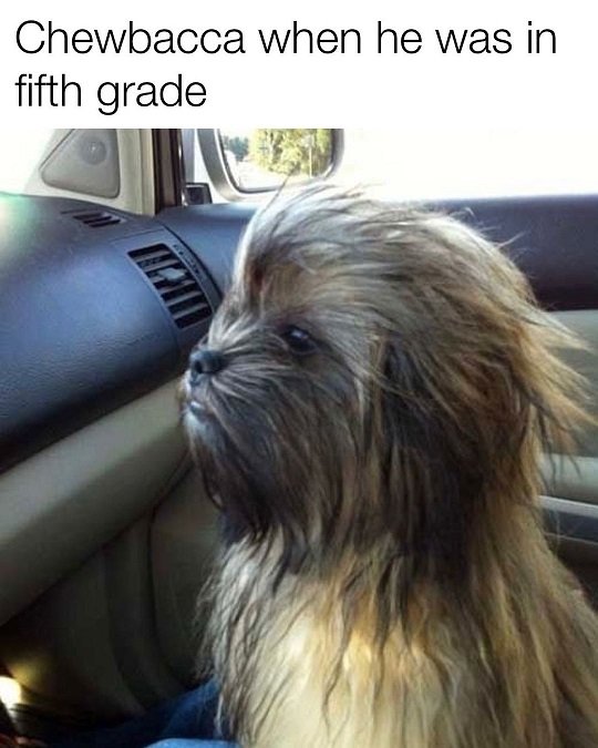 young Chewbacca.jpg