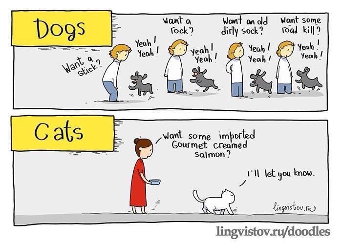 dogs vs cats.jpg