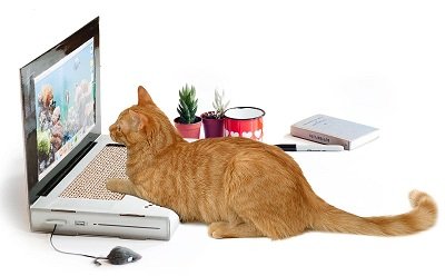 cat laptop.jpg