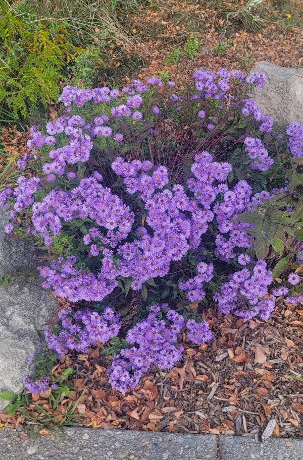 Albertson aromatic asters.jpg
