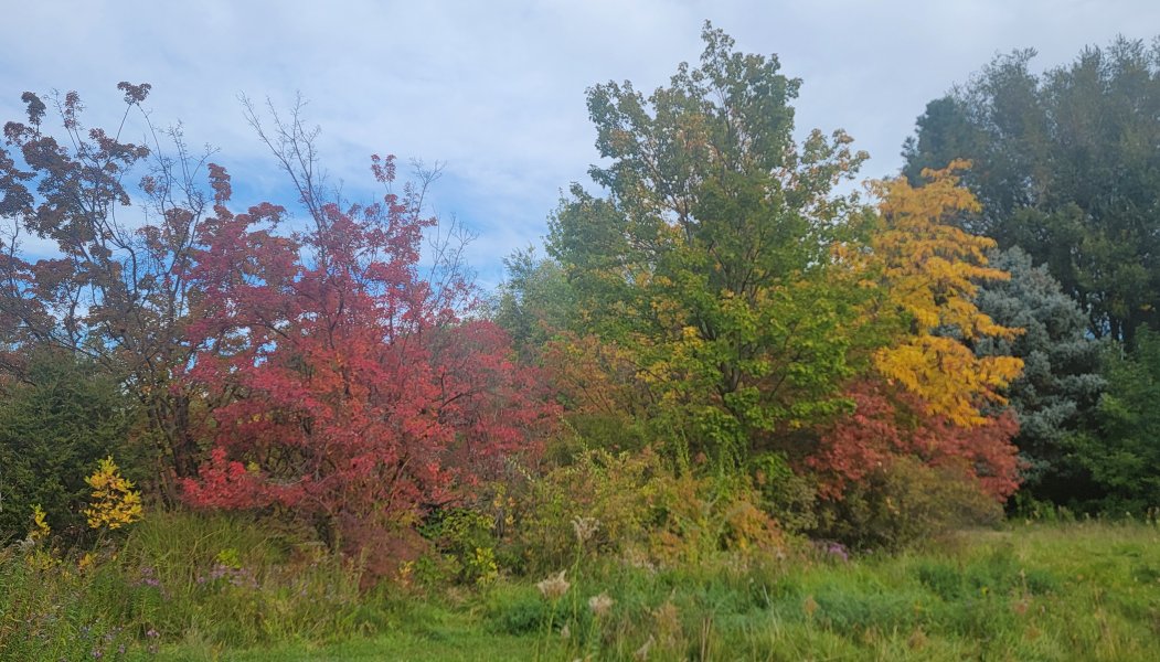 Albertson Fall colors.jpg
