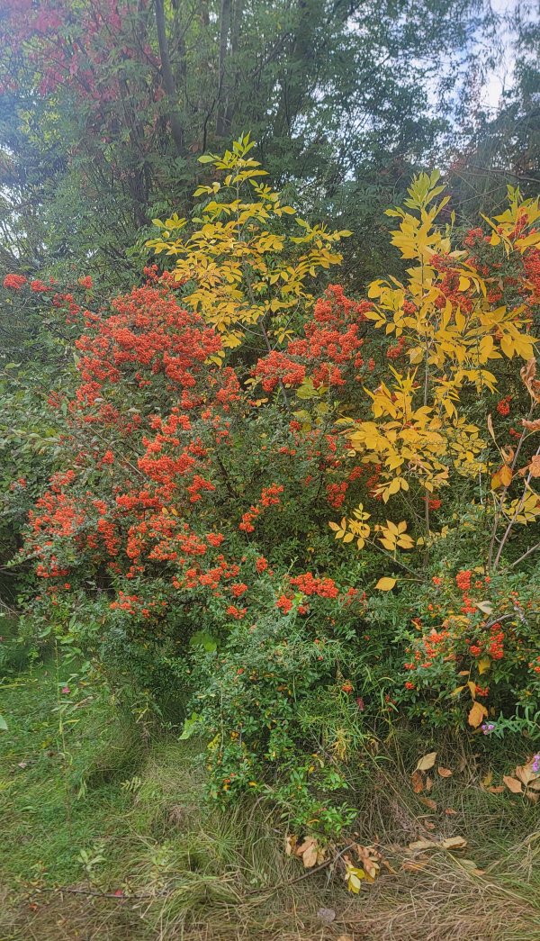 Albertson pyracantha.jpg