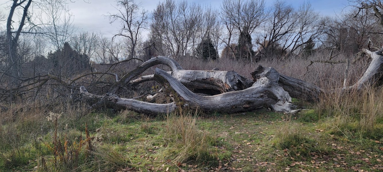 Fallen By The Wayside.jpg Fallen By The Wayside.jpg