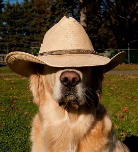 dogginhat.jpg