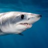 Isurus oxyrinchus