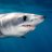 Isurus oxyrinchus